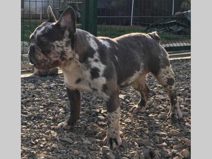 lilac merle parenje besplatni mali oglasi