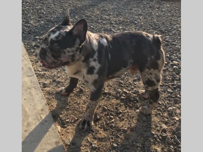 lilac merle parenje besplatni mali oglasi