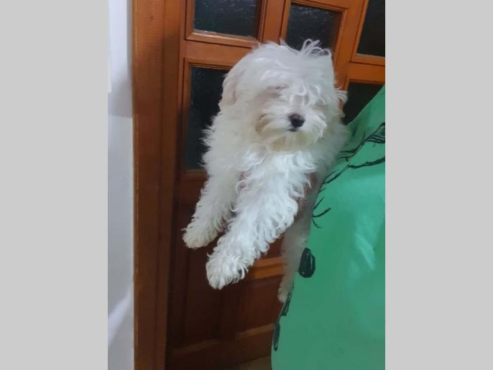 mini maltezer besplatni mali oglasi