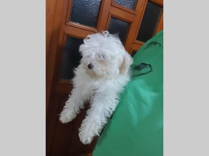 mini maltezer besplatni mali oglasi