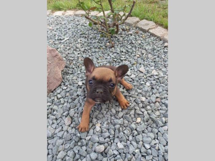 francuski buldog štenci iz dva legla besplatni mali oglasi