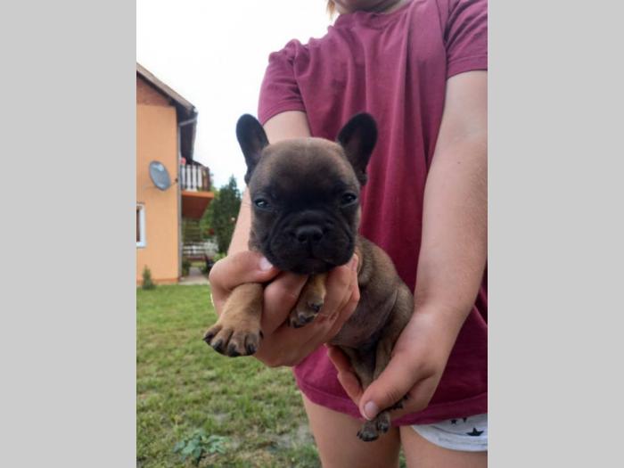 francuski buldog štenci iz dva legla besplatni mali oglasi