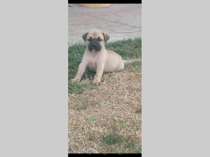 presa canario štenci besplatni mali oglasi
