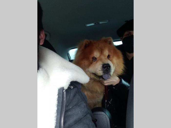 pet taxi šapoprevoz besplatni mali oglasi