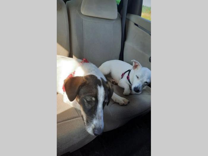 pet taxi šapoprevoz besplatni mali oglasi