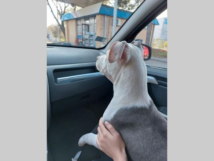 pet taxi šapoprevoz besplatni mali oglasi