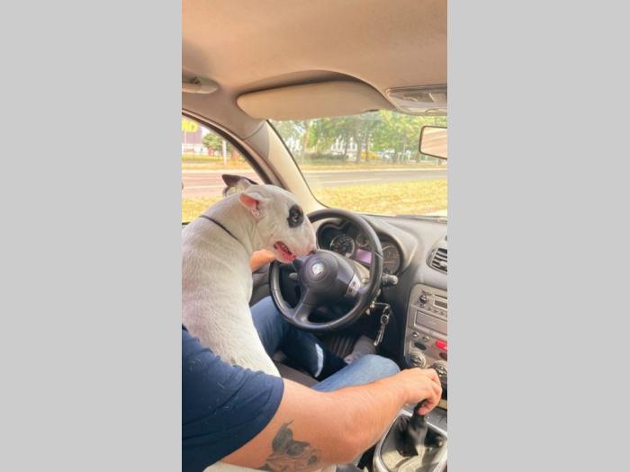 pet taxi šapoprevoz besplatni mali oglasi