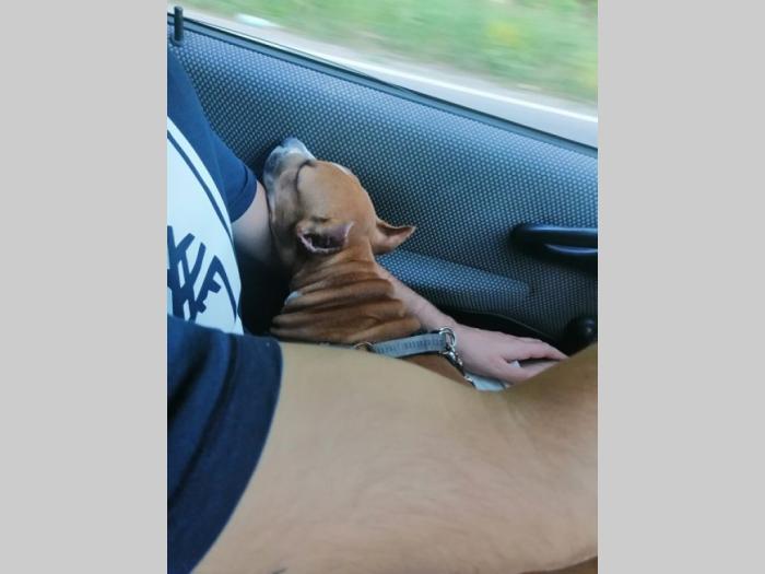 pet taxi šapoprevoz besplatni mali oglasi