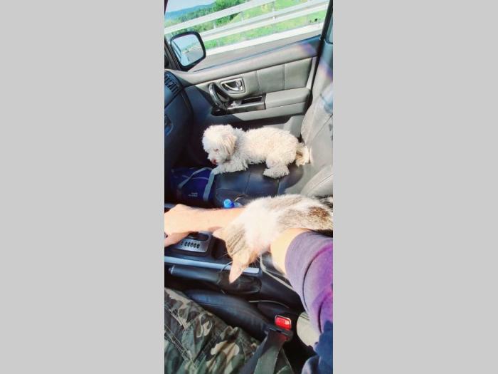 pet taxi šapoprevoz besplatni mali oglasi