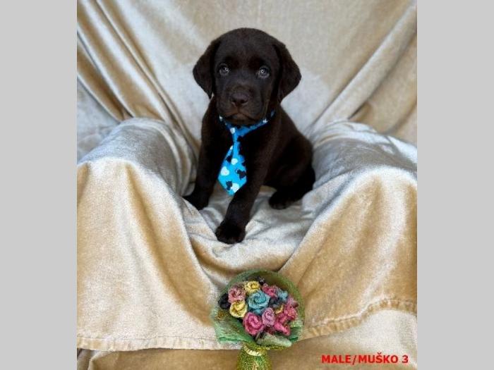 labrador braon štenci besplatni mali oglasi