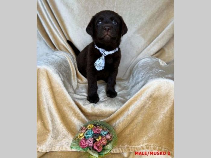 labrador braon štenci besplatni mali oglasi