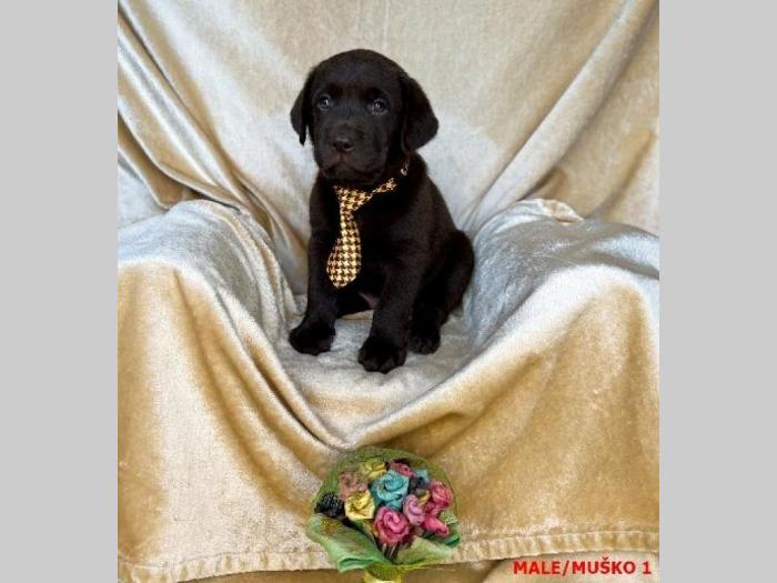 labrador braon štenci besplatni mali oglasi