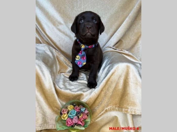 labrador braon štenci besplatni mali oglasi