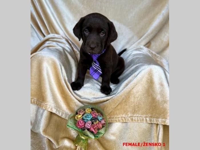 labrador braon štenci besplatni mali oglasi