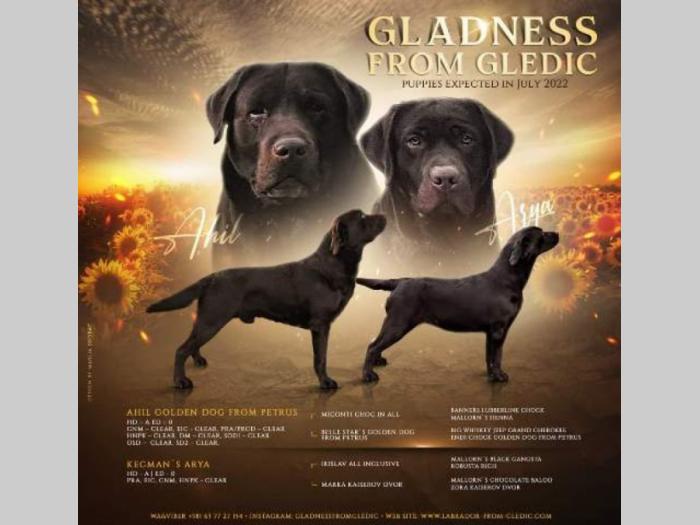 labrador braon štenci besplatni mali oglasi