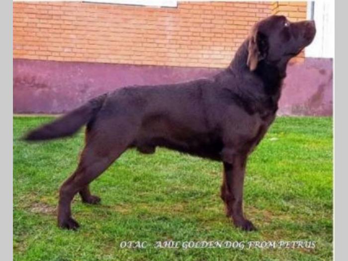 labrador braon štenci besplatni mali oglasi