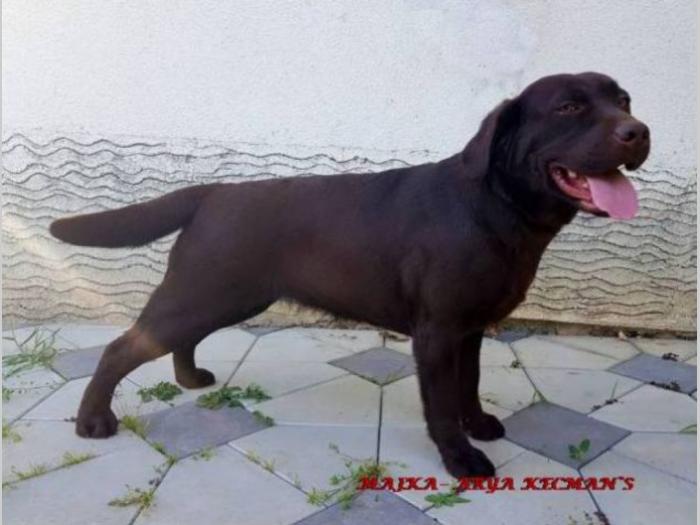 labrador braon štenci besplatni mali oglasi