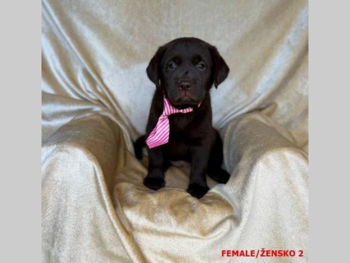 labrador braon štenci besplatni mali oglasi