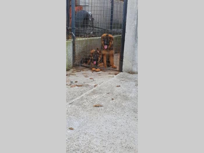 nemački ovčar besplatni mali oglasi
