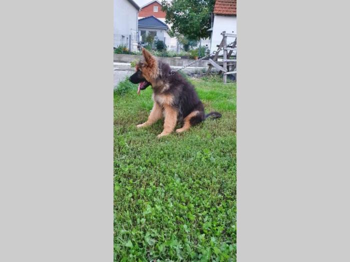 nemački ovčar besplatni mali oglasi
