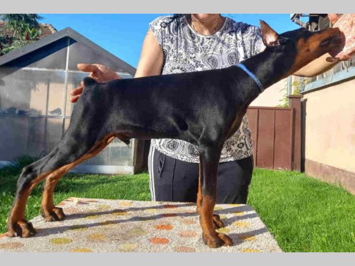 doberman štenci besplatni mali oglasi