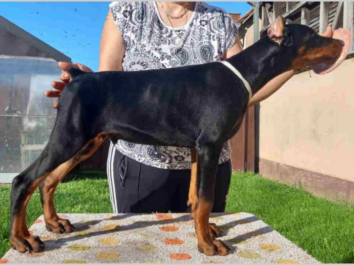 doberman štenci besplatni mali oglasi