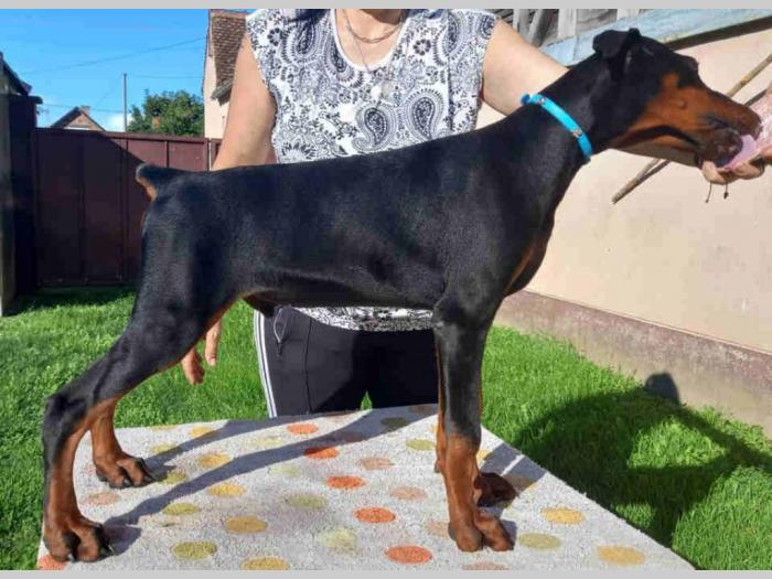 doberman štenci besplatni mali oglasi