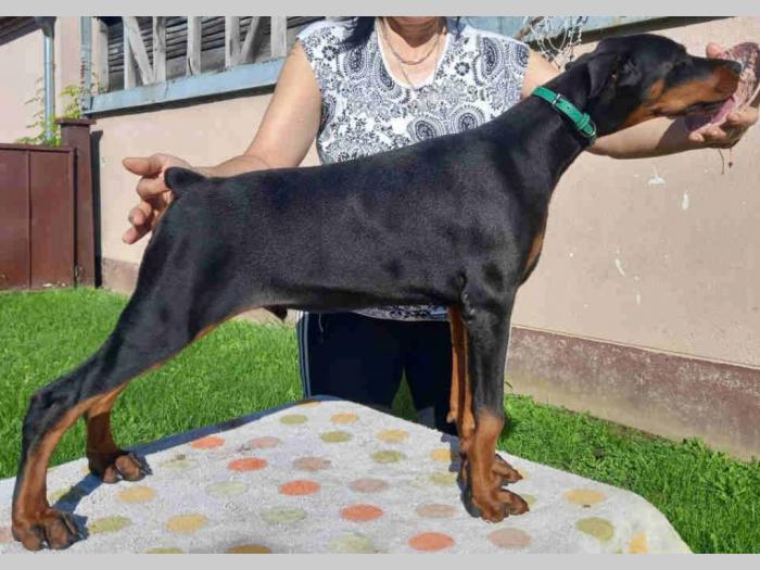 doberman štenci besplatni mali oglasi