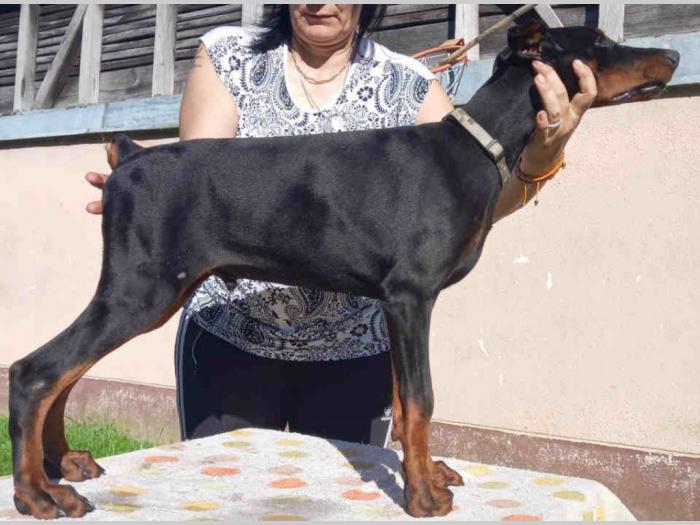 doberman štenci besplatni mali oglasi