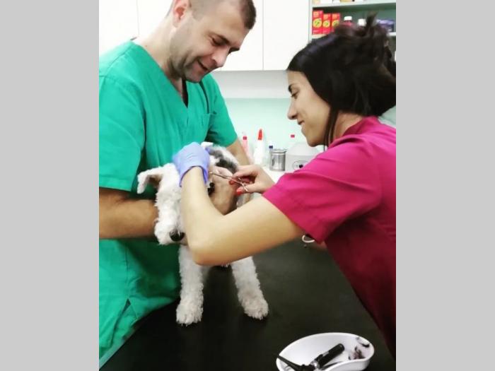 veterinarska ambulanta voždovac besplatni mali oglasi