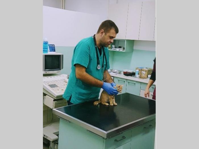 veterinarska ambulanta voždovac besplatni mali oglasi