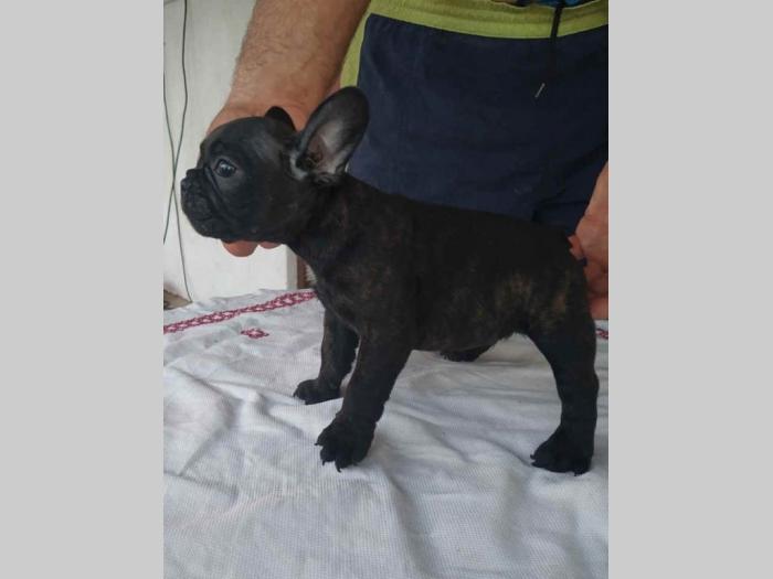 francuski buldog štenci besplatni mali oglasi