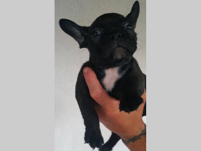 francuski buldog štenci besplatni mali oglasi