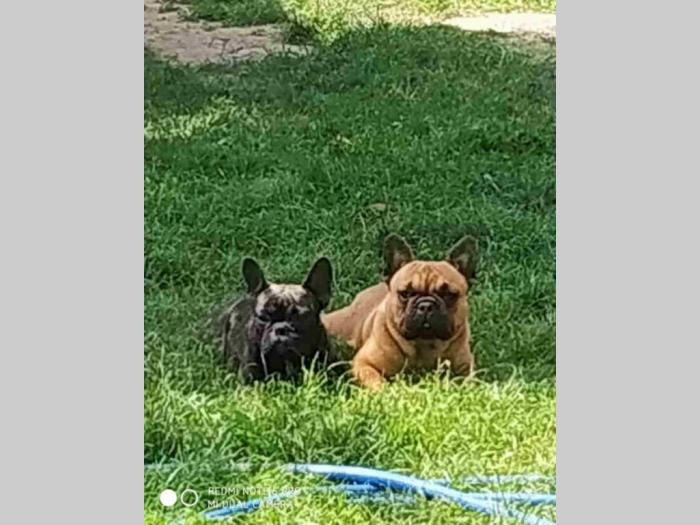francuski buldog štenci besplatni mali oglasi