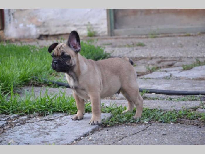 francuski buldog štenci besplatni mali oglasi