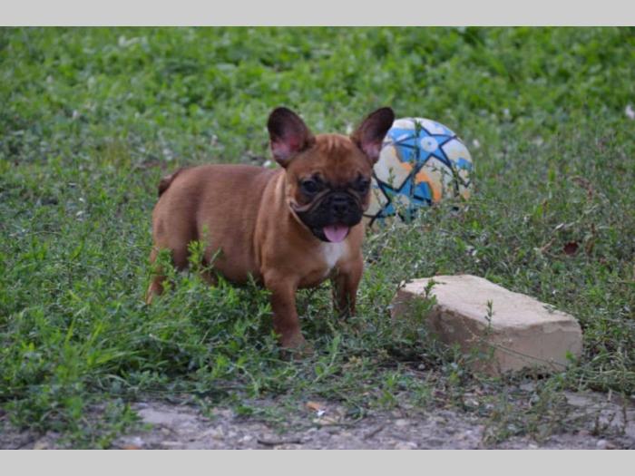 francuski buldog štenci besplatni mali oglasi