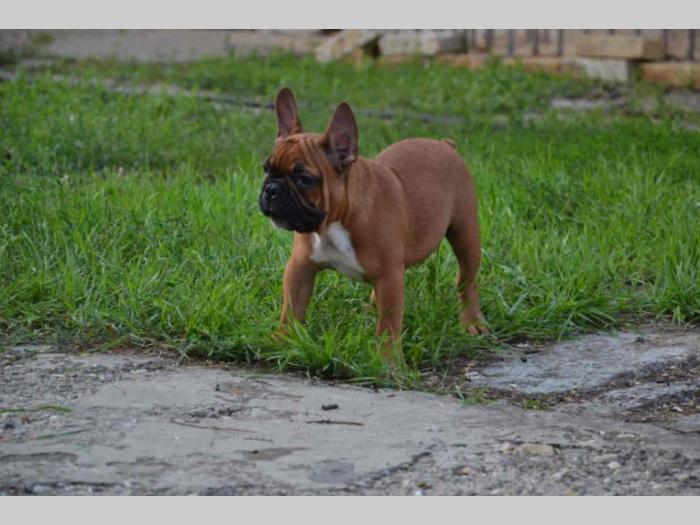 francuski buldog štenci besplatni mali oglasi