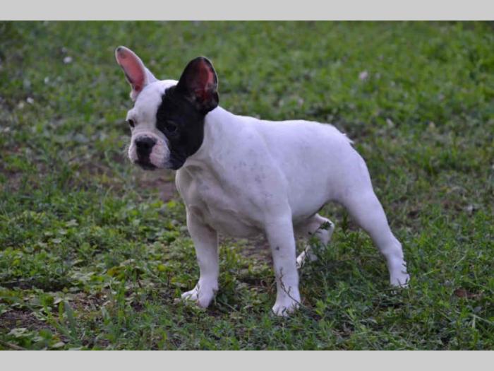 francuski buldog štenci besplatni mali oglasi