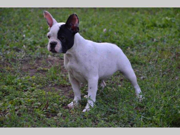 francuski buldog štenci besplatni mali oglasi