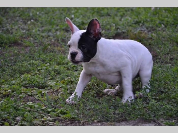 francuski buldog štenci besplatni mali oglasi