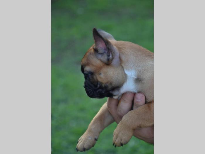francuski buldog štenci besplatni mali oglasi