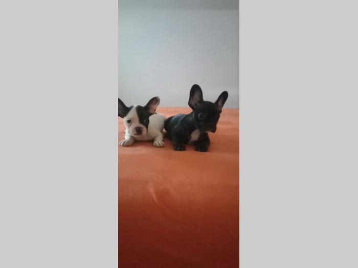 francuski buldog štenci besplatni mali oglasi