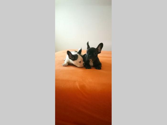 francuski buldog štenci besplatni mali oglasi
