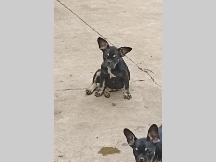 francuski buldog štenci besplatni mali oglasi