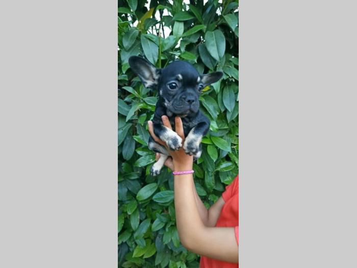 francuski buldog štenci besplatni mali oglasi