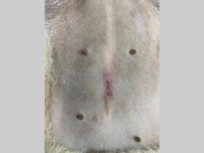 veterinarski centar za minimalno invazivnu hirurgiju ivavet besplatni mali oglasi