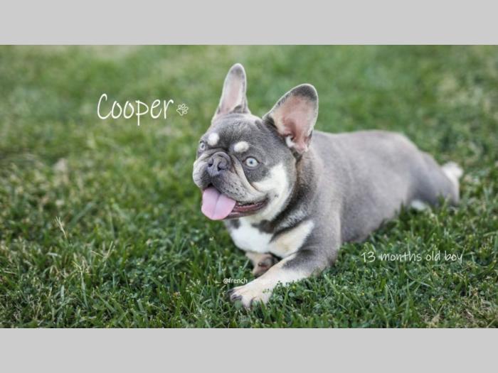 francuski bulldog lilac tan parenje besplatni mali oglasi