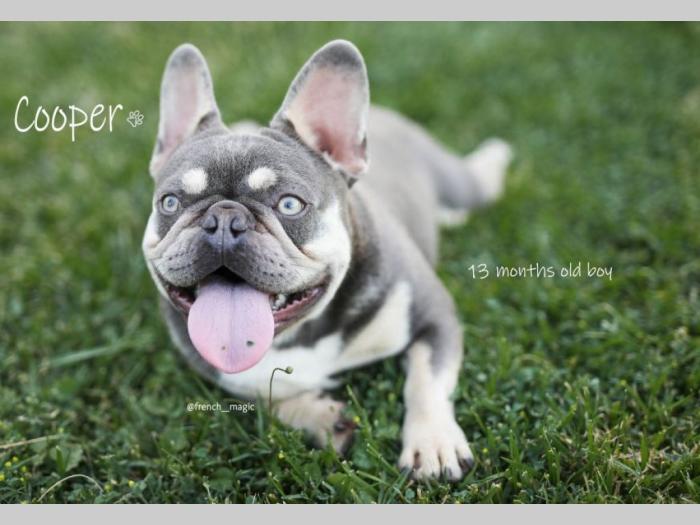 francuski bulldog lilac tan parenje besplatni mali oglasi