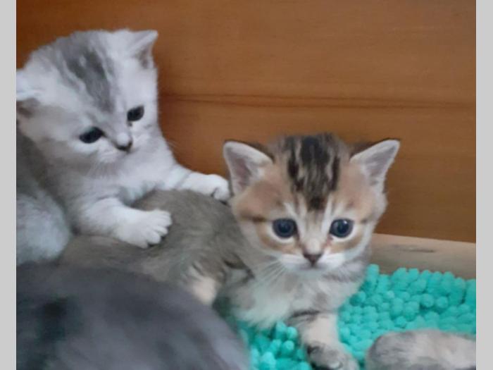 nritanski mačići besplatni mali oglasi