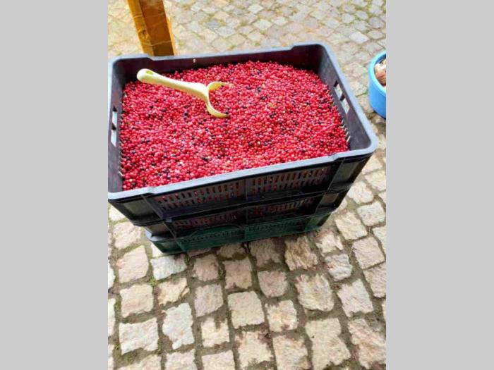 šumske brusnice sa vlasinskog jezera besplatni mali oglasi